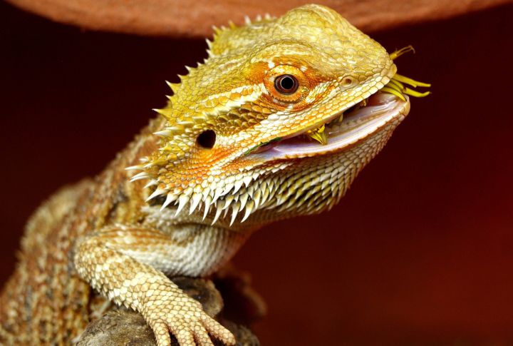 <p>The bearded dragon is the answer for the wanderer seeking a scaly sidekick. Portable and undemanding, these reptiles are content to explore new landscapes while staying calm and collected.</p>