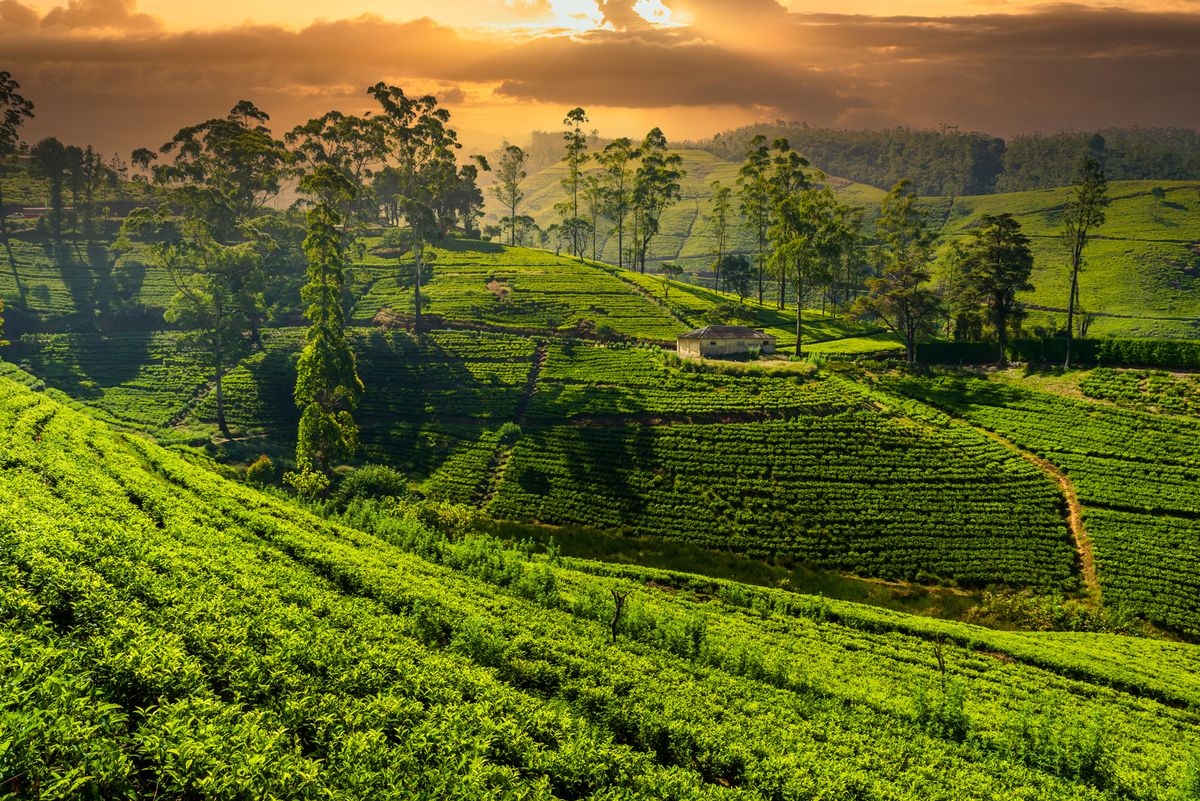 <p>Swap wine country for tea country when you visit <a href="https://www.srilanka.travel/">Sri Lanka</a>, which houses seven distinct tea districts each producing their own variety. These growing regions are stunning, with many offering lodging options for the most immersive experience. In addition to tea plantations, Sri Lanka is known for its fascinating wildlife, flavorful cuisine, and beautiful beaches. </p><p><a class="body-btn-link" href="https://go.redirectingat.com?id=74968X1553576&url=https%3A%2F%2Fwww.tripadvisor.com%2FTourism-g293961-Sri_Lanka-Vacations.html&sref=https%3A%2F%2Fwww.countryliving.com%2Flife%2Ftravel%2Fg46571873%2Funique-destinations-to-visit-in-2024%2F">Shop Now</a></p>