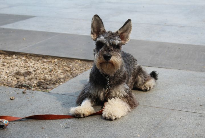 <p>Urban explorers, meet your ideal travel sidekick-the Miniature Schnauzer. Their tiddly size and stylish appearance make them appropriate for city dwellers seeking a furry friend to share their adventures.</p>
