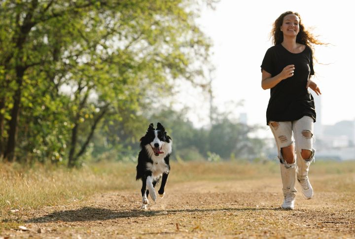 <p>Dynamic and intelligent, the Border Collie is your four-legged co-pilot for active adventures. Their boundless energy and quick-witted nature make them the ultimate pet for those who crave excitement on the road.</p>