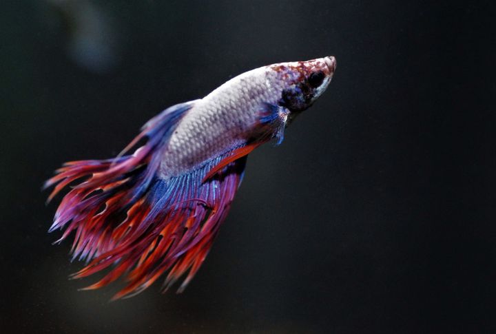 <p>For aquatic lovers on the move, the Betta fish brings a splash of color and tranquility to any journey. Their small size and low-maintenance needs make them the best travel pals for busy explorers.</p>