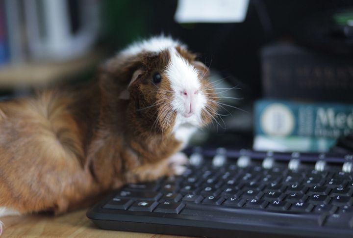 <p>Meet the Abyssinian Guinea Pig, a pocket-sized fluff ball ready to embark on adventures. Their affectionate nature and manageable size make them a delightful addition to any travel itinerary.</p>