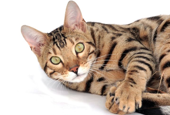 <p>Seeking a feline friend who shares your travel enthusiasm? The Bengal cat's playful spirit and adaptability to changing environments make it the perfect co-pilot for your journeys, creating a dynamic duo.</p>