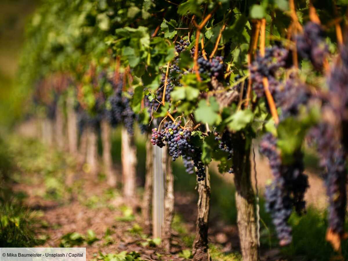 vins de bordeaux : les premiers arrachages de vignes ont commencé dans les exploitations viticoles