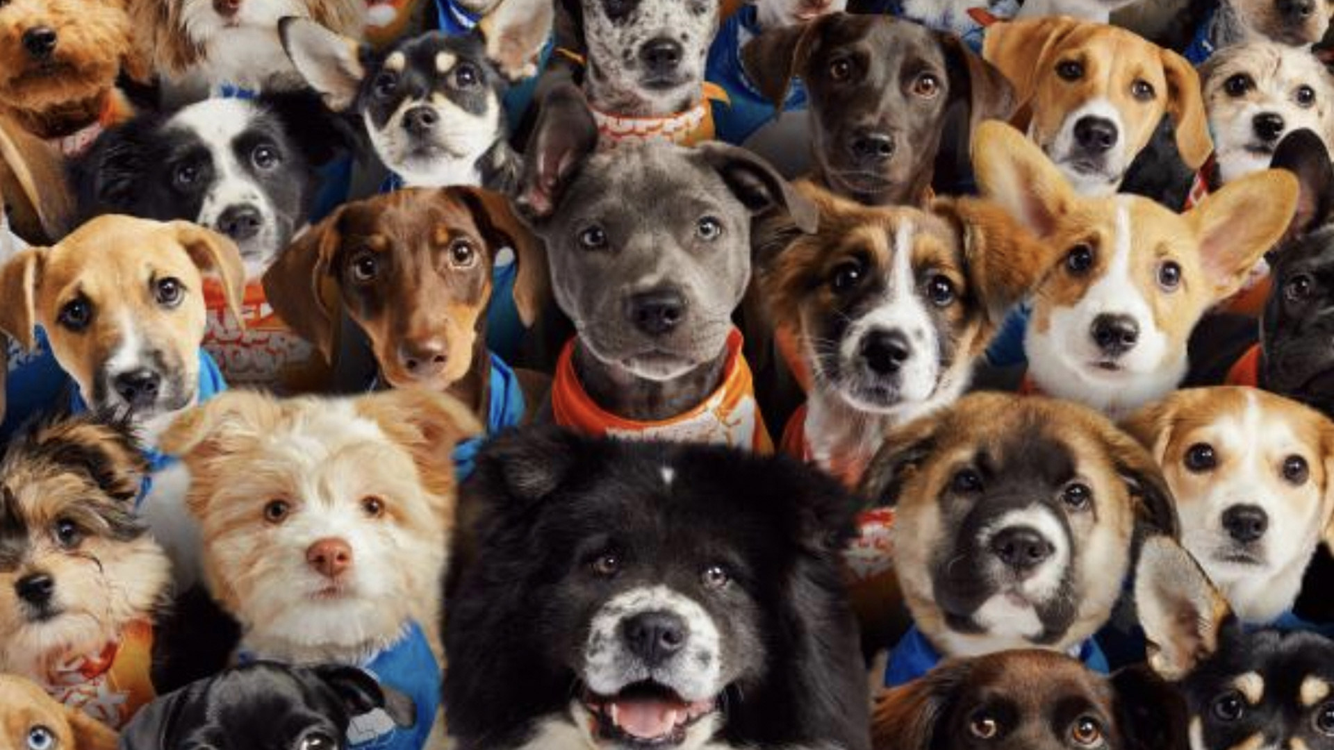 Puppy Bowl 2024 How to watch, start time, TV schedule, streaming and more