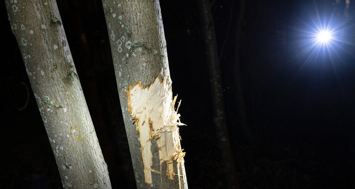vandaler slog till i kävlinge – 50 träd kapade