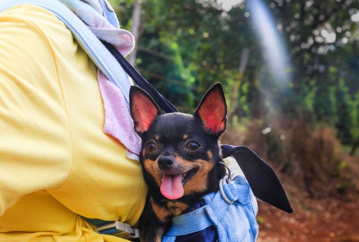 <p>Great fun comes in small packages with the Chihuahua. Portable and perpetually perky, these pint-sized pups are ready to accompany you on any escapade, providing endless entertainment and love.</p>