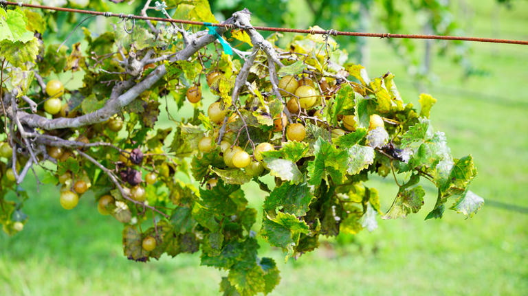 Muscadine Wine: The Sweet Drink That Takes A Special Type Of Grape