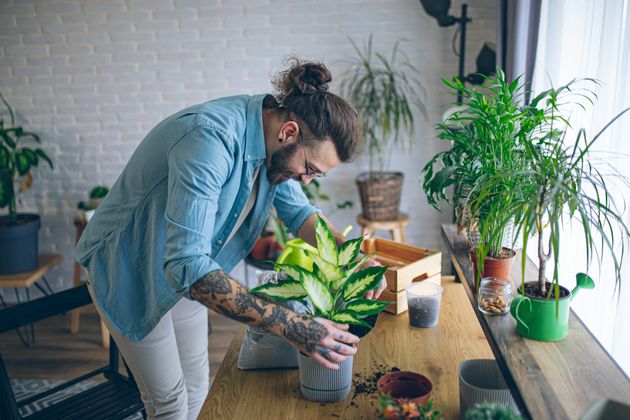 These Houseplants Can Help Prevent Mould And Condensation In The Home