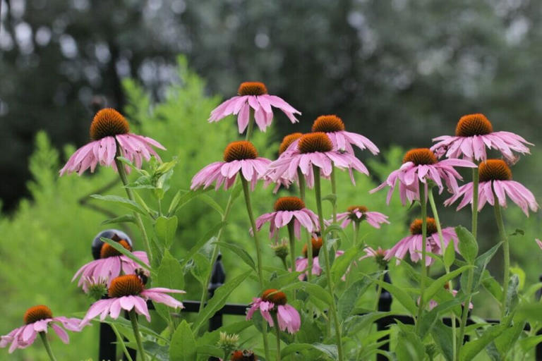 When to Cut Back and Prune Coneflowers Each Season