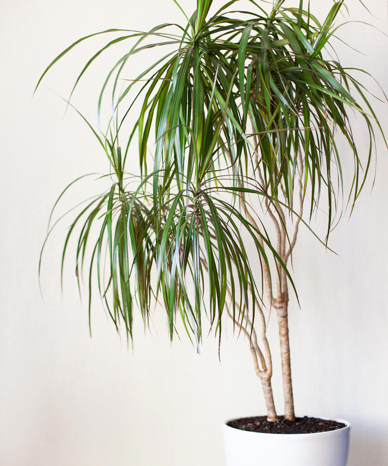 How to care for a dragon tree plant