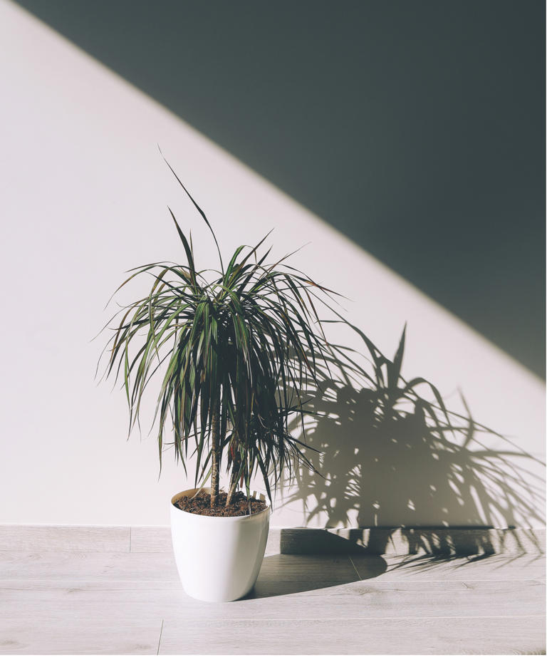How to care for a dragon tree plant