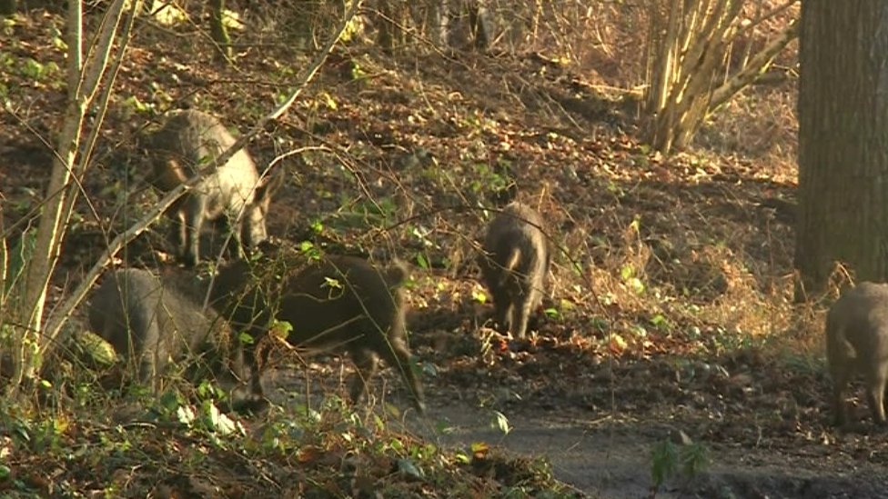 people learning to live happily alongside boars