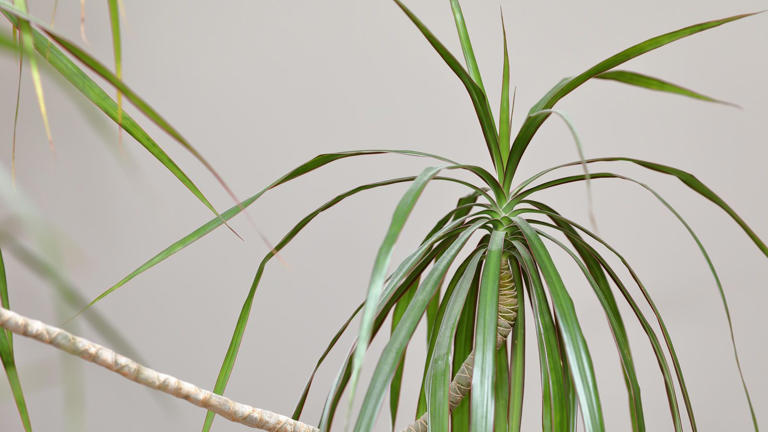 How to care for a dragon tree plant