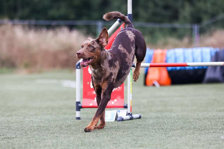 Catahoula Leopard Dog Progression: Growth Chart, Milestones, and ...