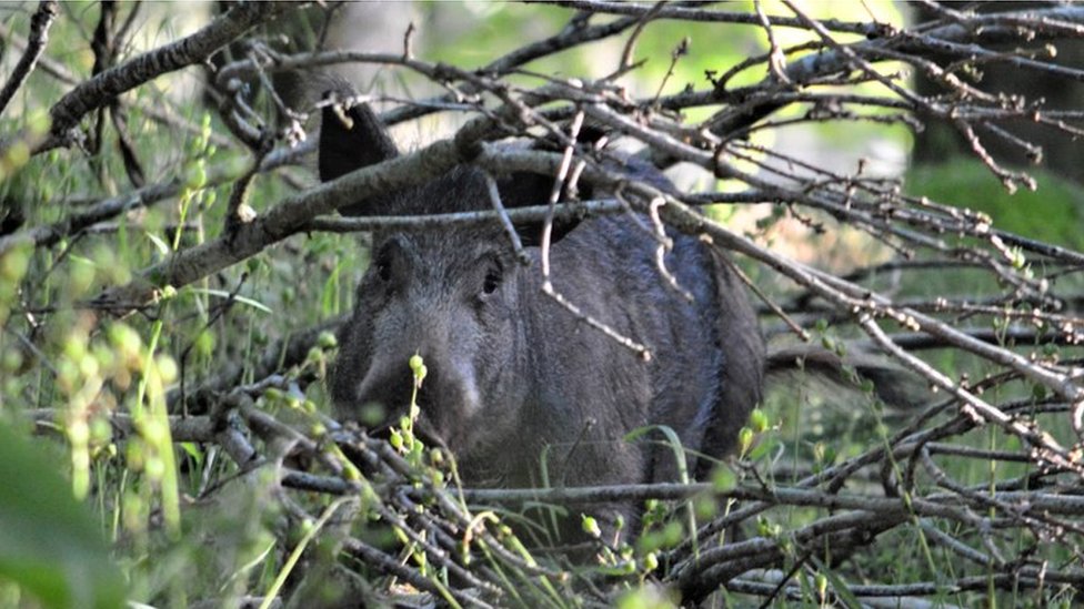 people learning to live happily alongside boars