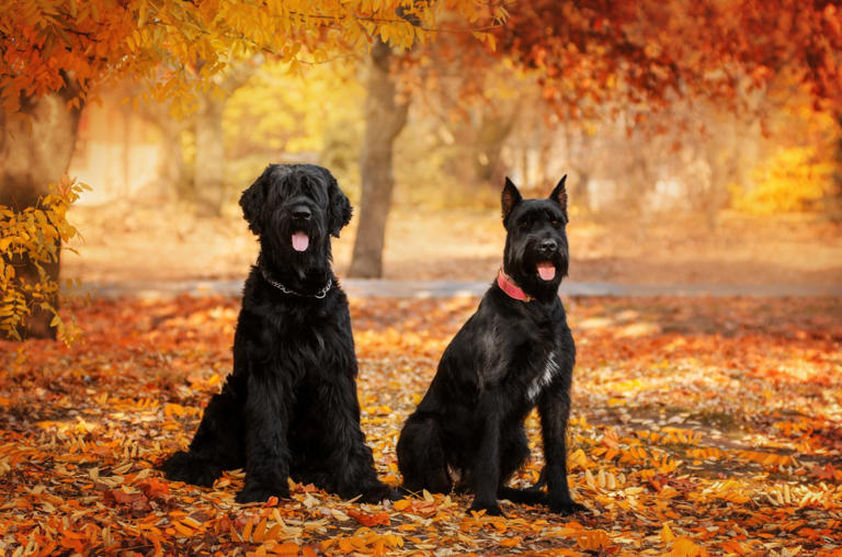 Giant Schnauzer Prices 2024 Purchase Cost, Vet Bills, and More!