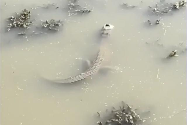 texas: el sorprendente hallazgo de un caimán que sobrevive en un lago congelado