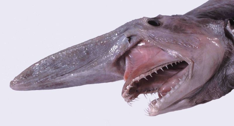 <p>The Goblin Shark is a deep-sea species known for its distinctive and somewhat terrifying appearance, featuring a protrusible jaw and nail-like teeth. This rare shark is seldom encountered by humans due to its deep-sea habitat, residing in waters too deep for most recreational divers. When it does come into contact with humans, it’s usually by accident, caught in deep-sea fishing nets. Despite its fearsome look, there is little to no danger to humans from this elusive creature, as interactions are incredibly rare.</p>