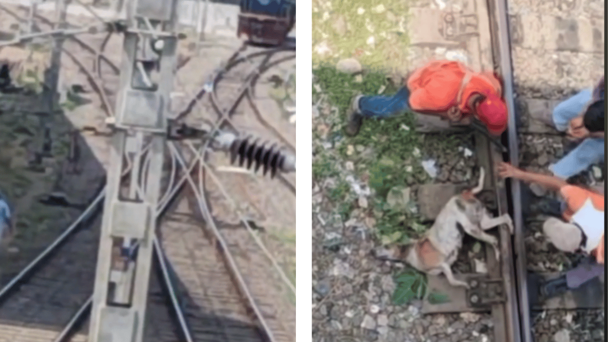 hond zit vast in rails: spoorweghelden zetten alles op alles hem te bevrijden voordat de trein komt (video)