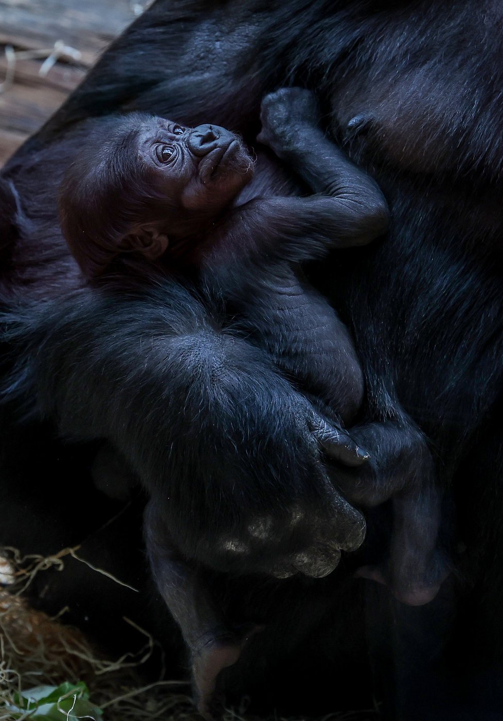 noční radost v pražské zoo: gorila kijivu porodila sourozence mobi!
