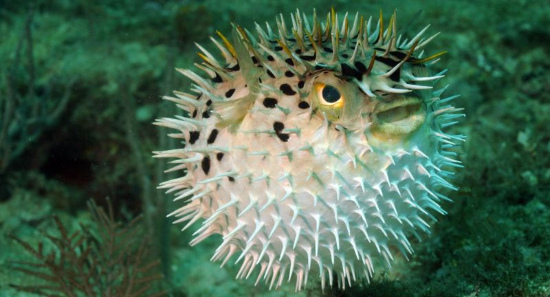 <p>Pufferfish are known for their ability to inflate themselves as a defense mechanism against predators. They contain tetrodotoxin, a potent neurotoxin that is deadly to humans if ingested, with no known antidote. The toxin affects the nervous system, leading to paralysis and, in severe cases, death. Pufferfish are considered a delicacy in some cultures, but preparing them requires skilled chefs who know how to remove the toxic parts safely.</p>