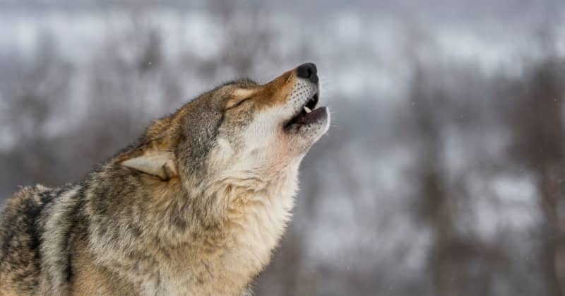 mutant wolves thriving in chernobyl aftermath could revolutionize human cancer treatment