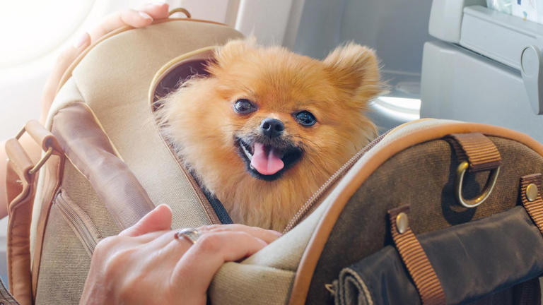 How To Travel With Your Pet Responsibly