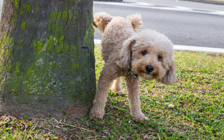 Dog urine row erupts after police staff member tells owner to clean up