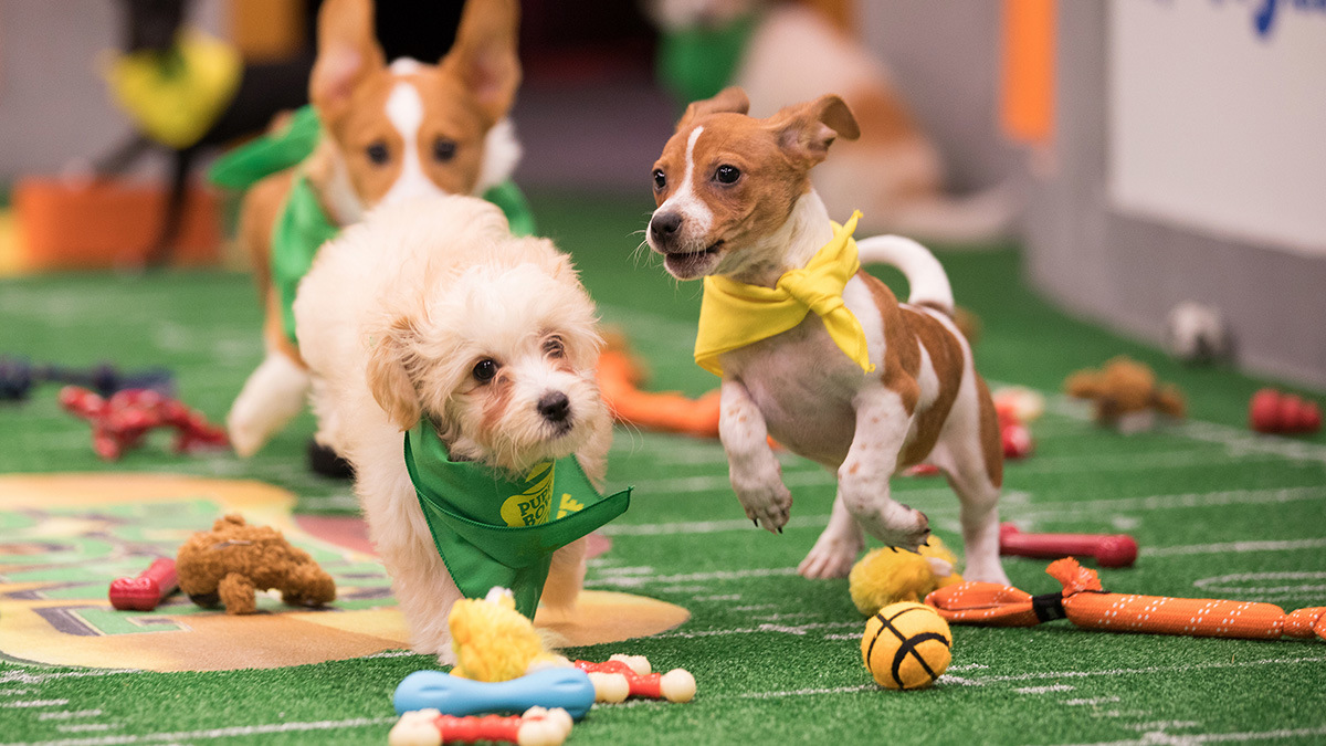 Puppy Bowl 2024 How to watch the 3 Chicago pups in this year's game