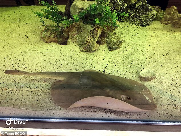 Stingray Will Have 'malicious Birth' With No Mate As Aquarium Staff ...