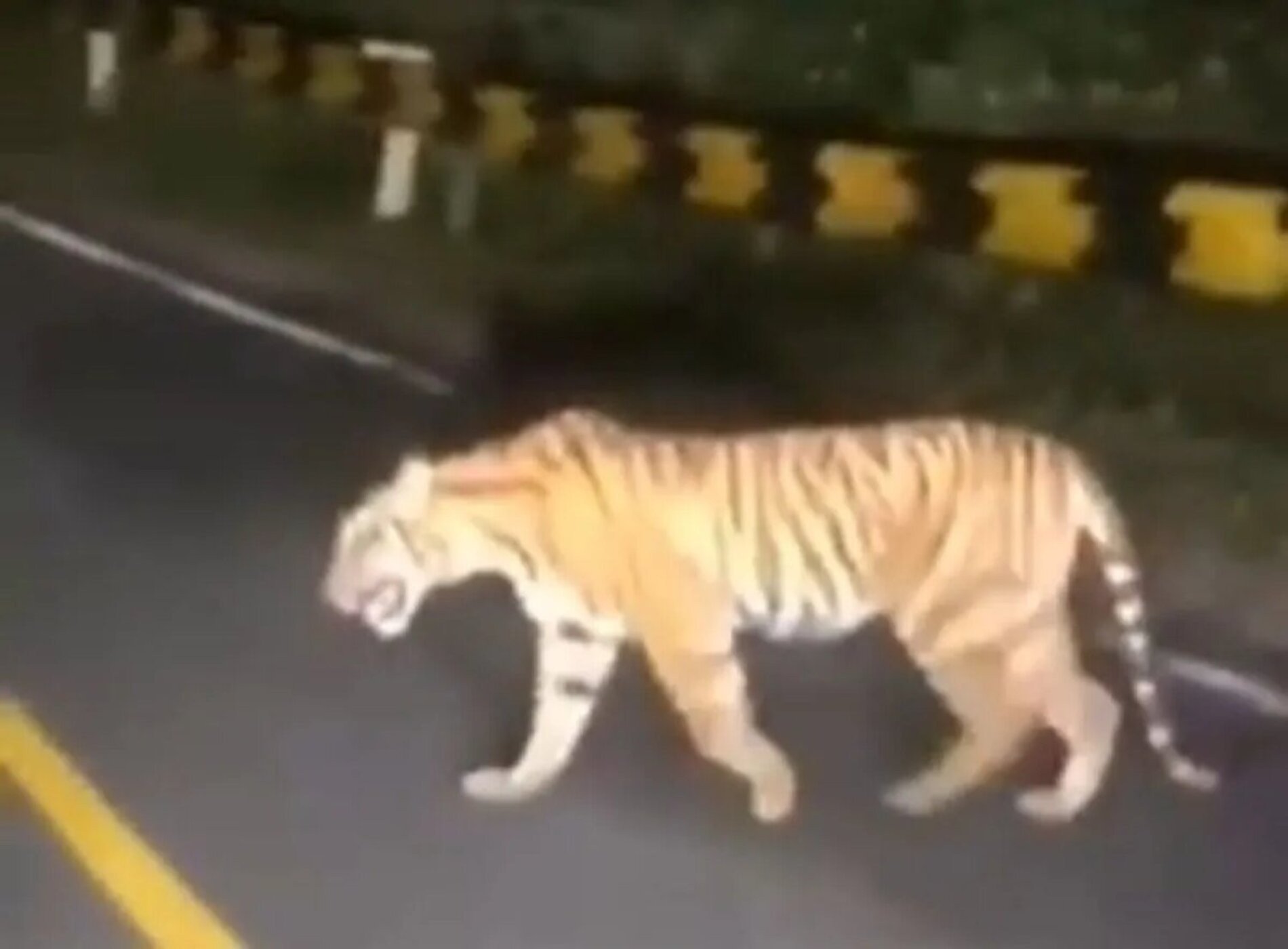 terpantau kamera, seekor harimau melintas di jalan lintas barat lampung