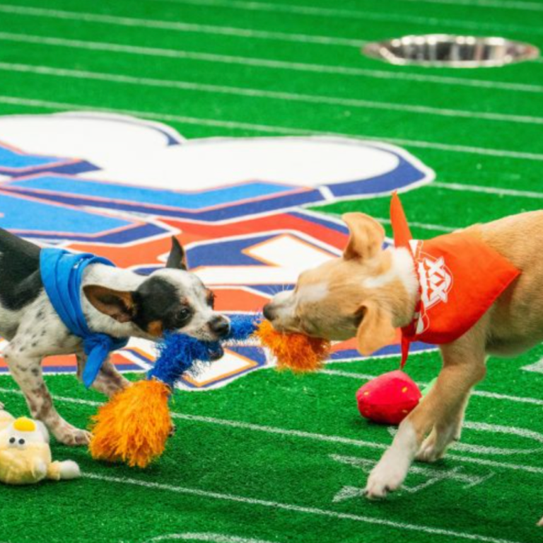 How to watch today's 2024 Puppy Bowl with or without cable Starting