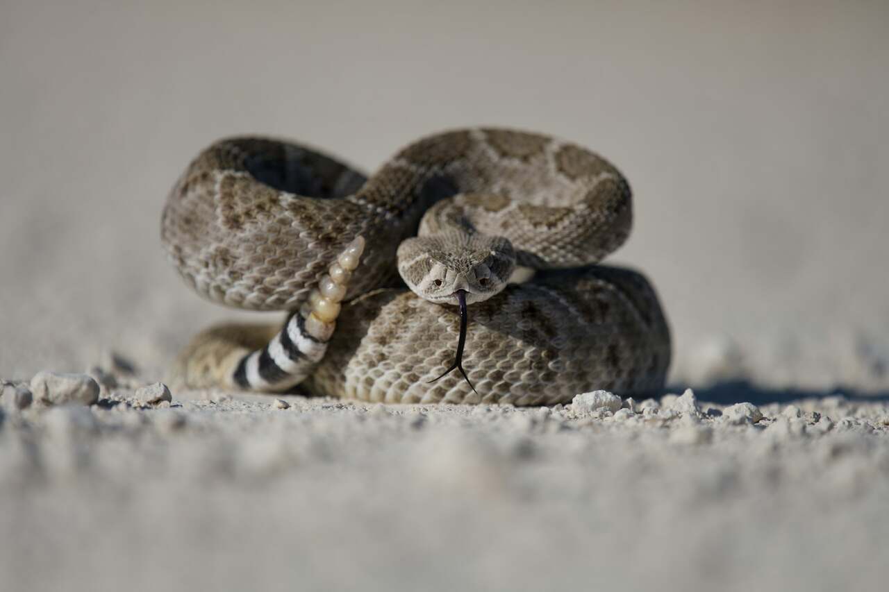 lär dig att identifiera om en orm är giftig eller inte