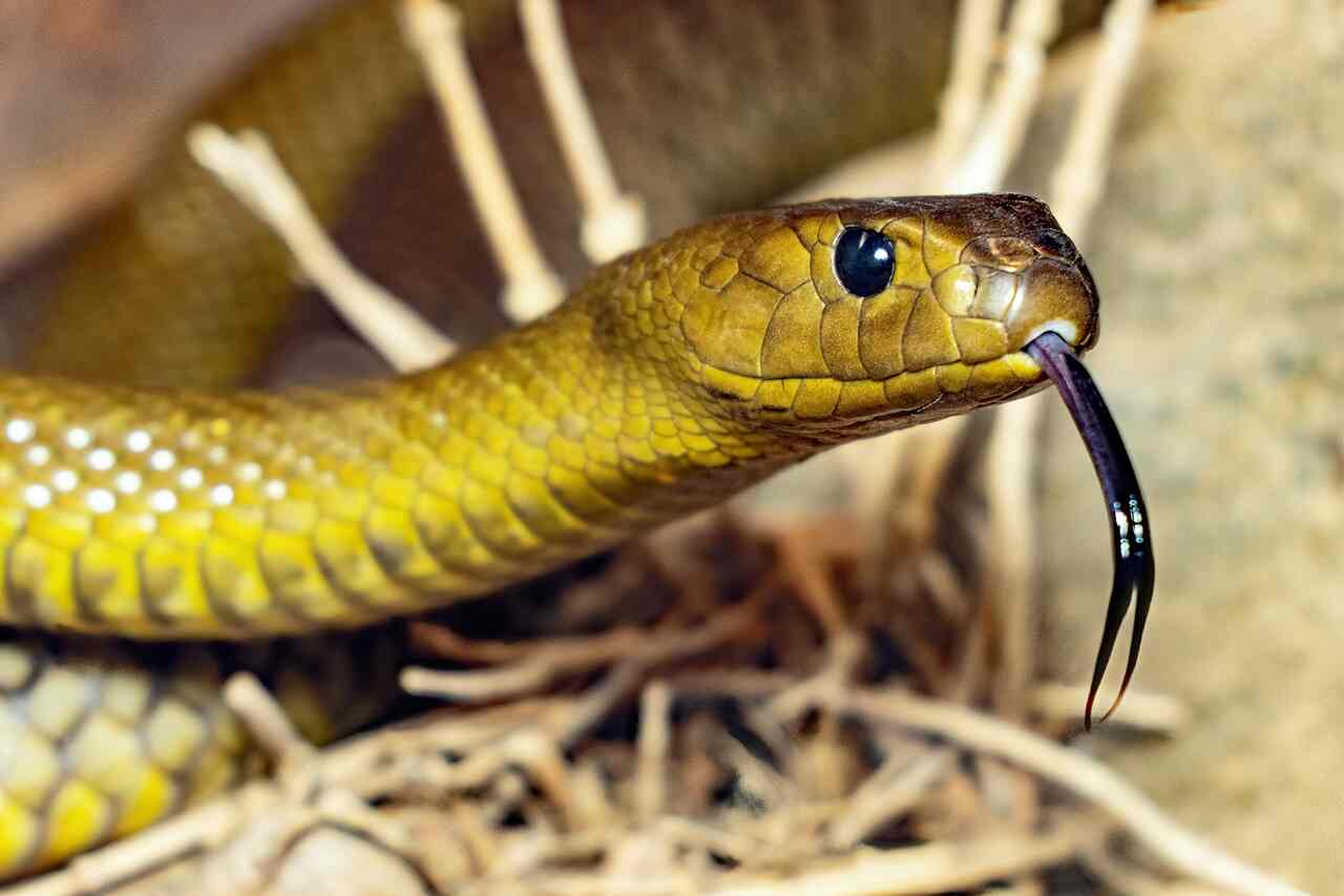 lär dig att identifiera om en orm är giftig eller inte