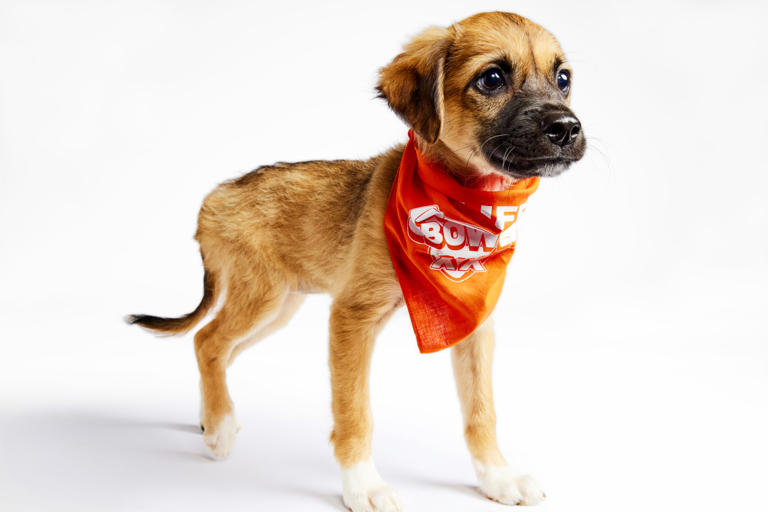 See the 2024 Puppy Bowl Starting Lineup, How to Watch and More