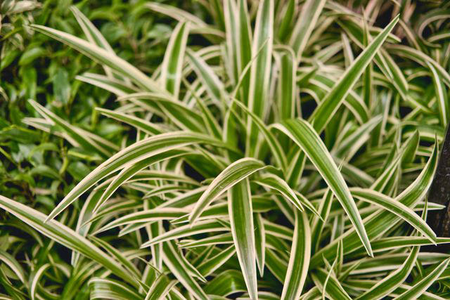 12 Types Of Spider Plants To Grow In Your Home, From Variegated To Red