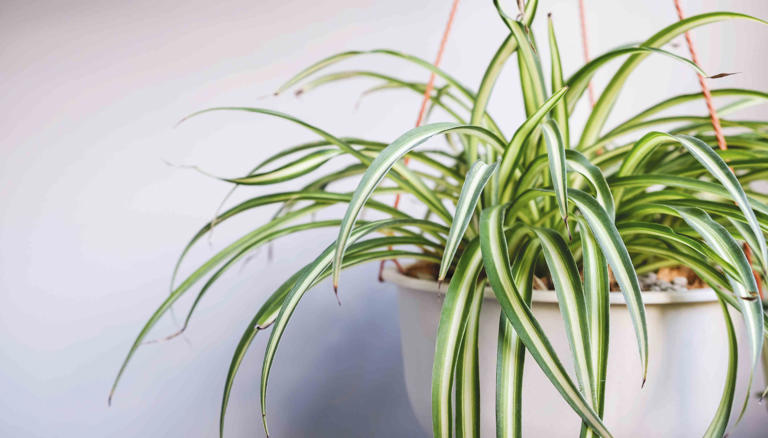 12 Types of Spider Plants to Grow in Your Home, From Variegated to Red