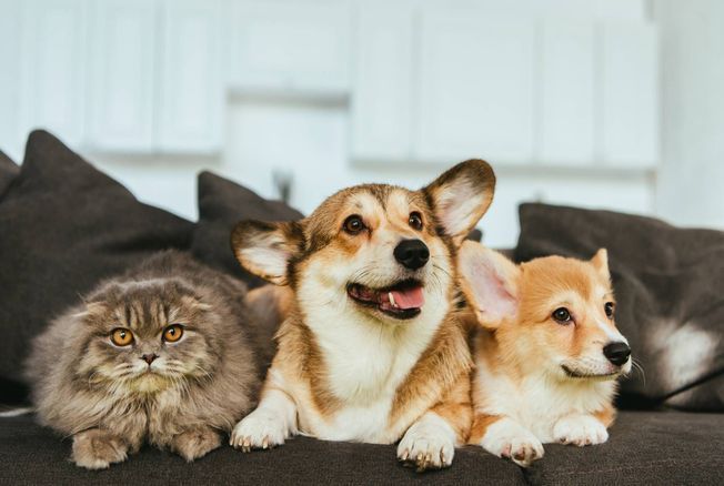 animaux : en cas d'accident domestique, voici les bons réflexes à adopter selon un vétérinaire