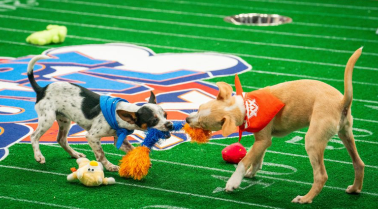 How to watch today's 2024 Puppy Bowl with or without cable Starting