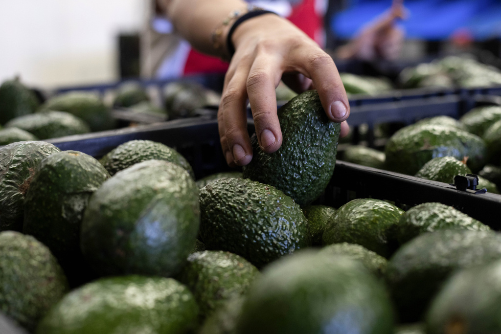 as super bowl approaches, game-time guacamole affected by fewer avocado shipments from mexico