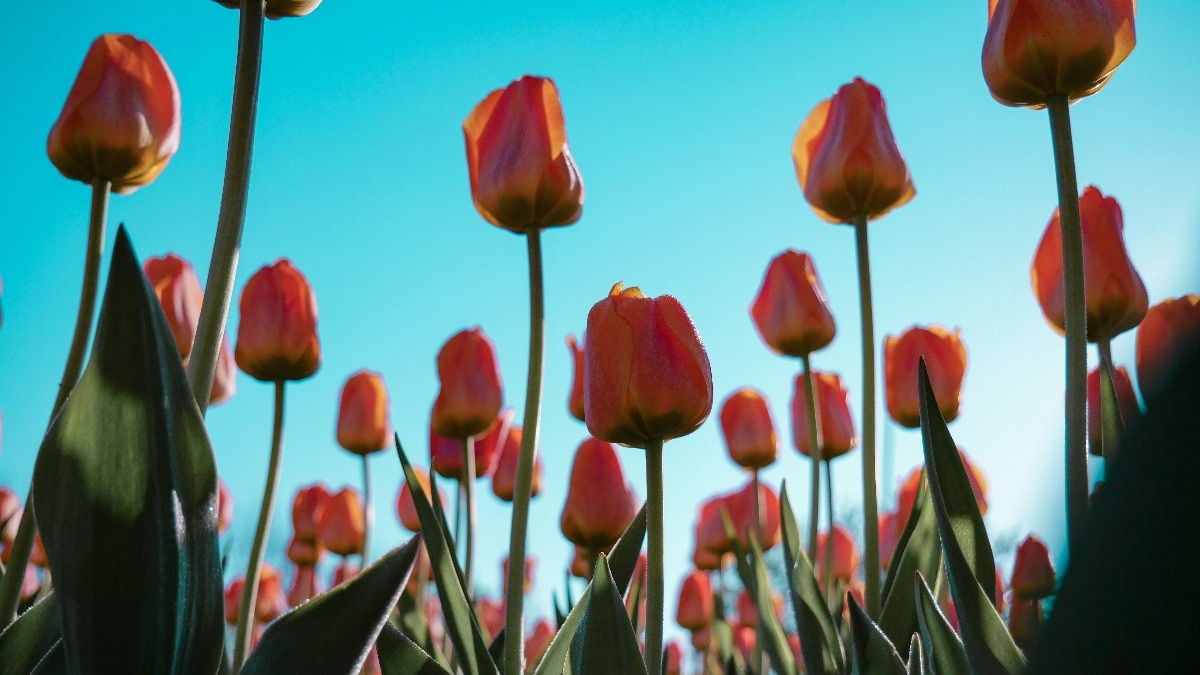 new delhi municipal corporation celebrates arrival of spring with tulip festival