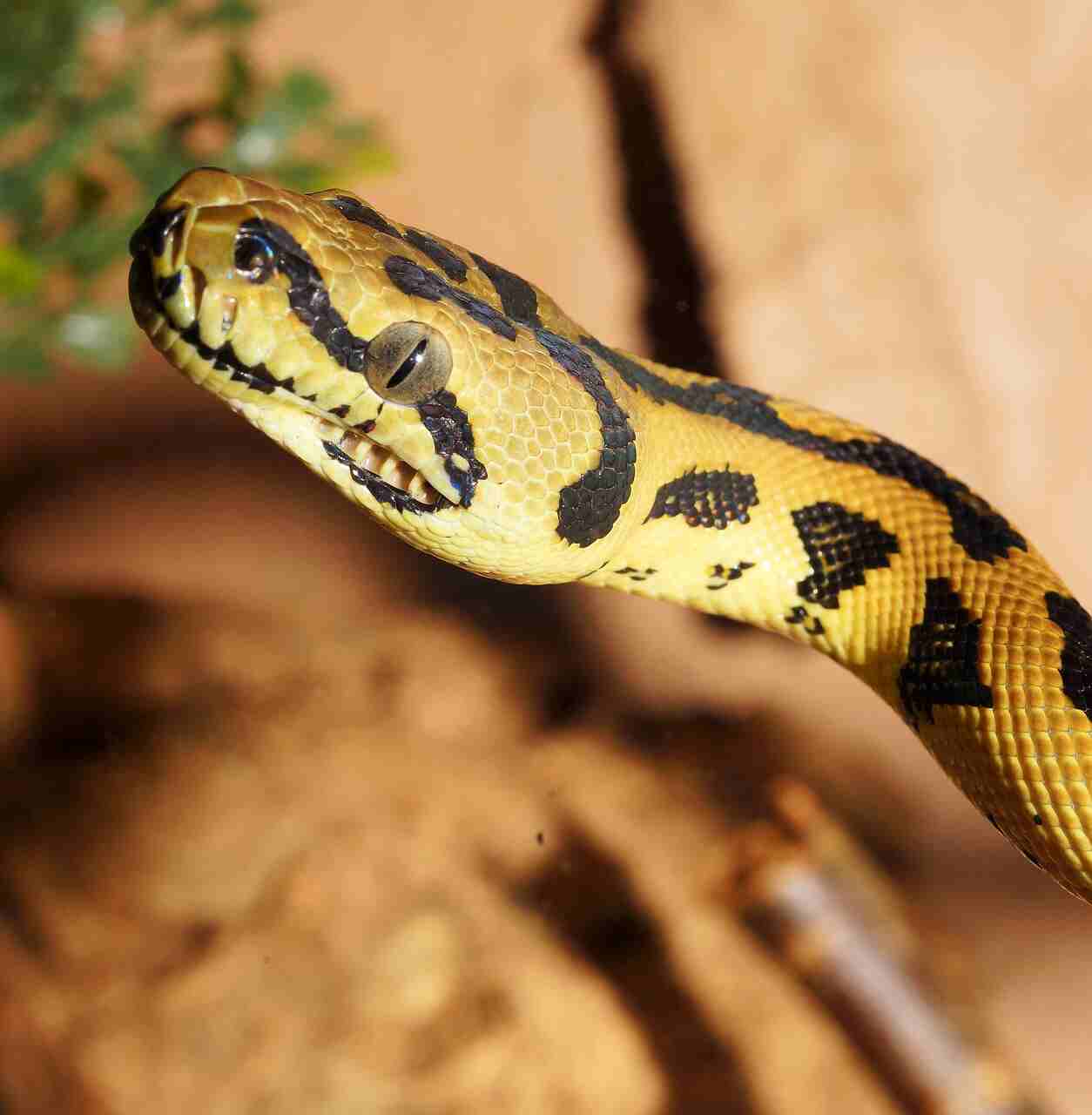 impara a identificare se un serpente è velenoso o meno