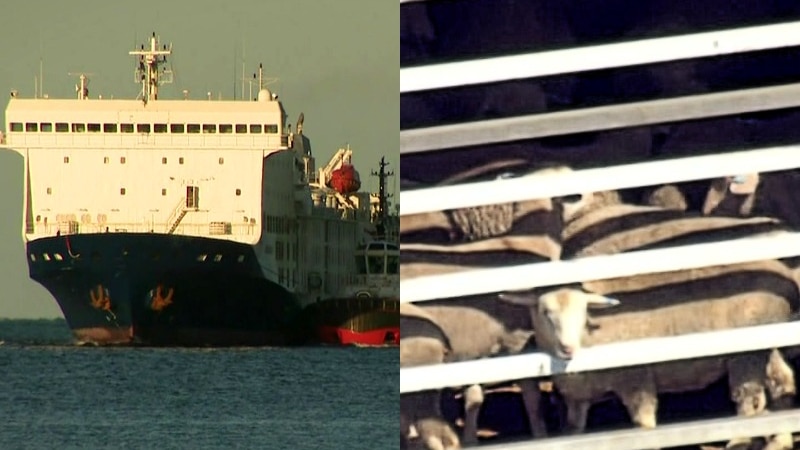 thousands of livestock set to land in wa after a month at sea aboard mv bahijah
