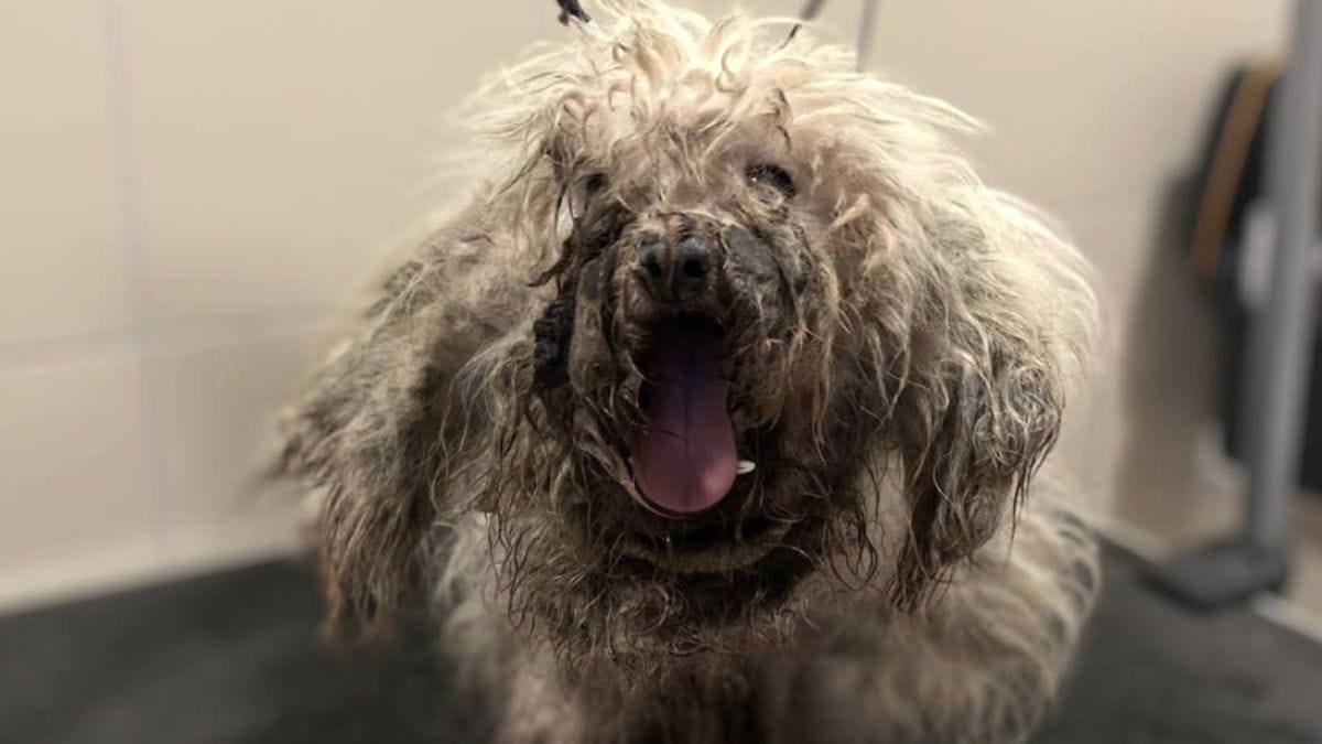 cane maltrattato: l'incredibile metamorfosi di nino, salvato da un'associazione