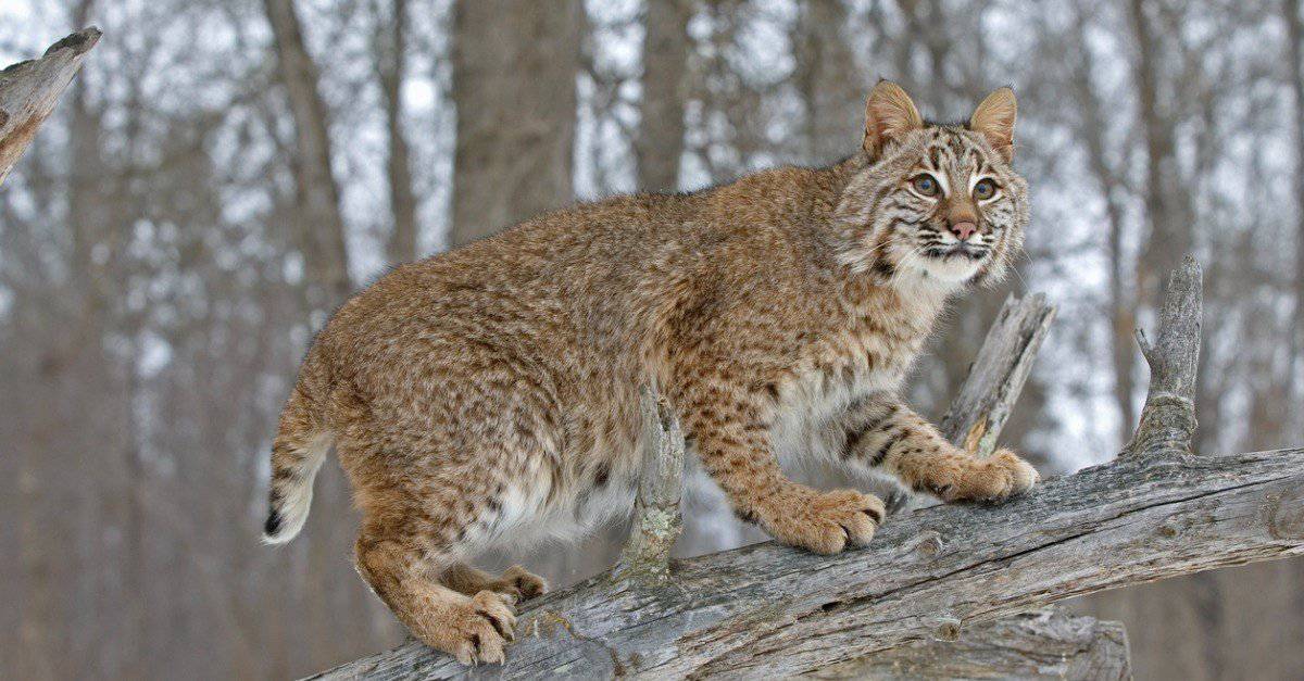 Incredible Bobcat Facts