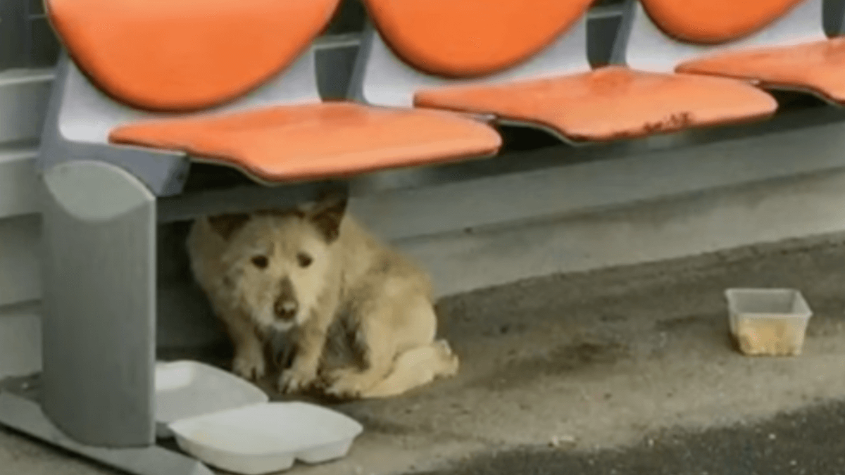 dog slept on the cold concrete every night, but now she's finally feeling love