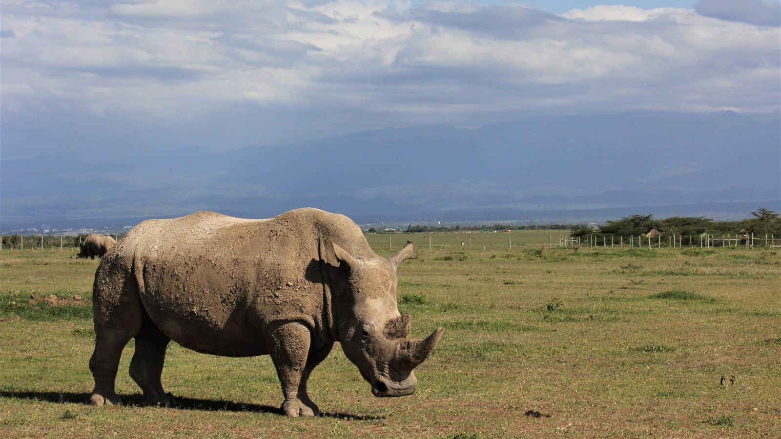 <p><span>The Northern White Rhino is on the absolute brink of extinction, with only two females left under constant surveillance. Because of this dire situation, there have been groundbreaking scientific efforts to save the species through innovative methods like IVF and stem cell technologies.</span></p>