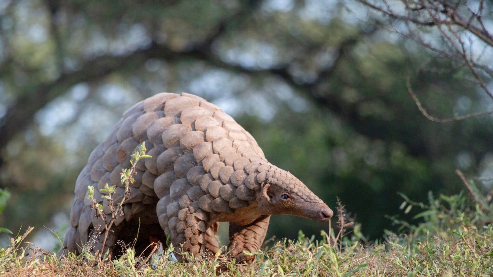 <p><span>The Chinese pangolin is a solitary, nocturnal mammal native to the northern parts of southeast Asia, southern China, and the northern Indian subcontinent. Challenges facing the Chinese pangolin include a severe trafficking threat posed by illegal wildlife trade. This is because poachers view this species’ scales as an attractive ingredient in traditional medicine. This has triggered some efforts being made to protect the Chinese pangolin via legal protections and awareness campaigns.</span></p>