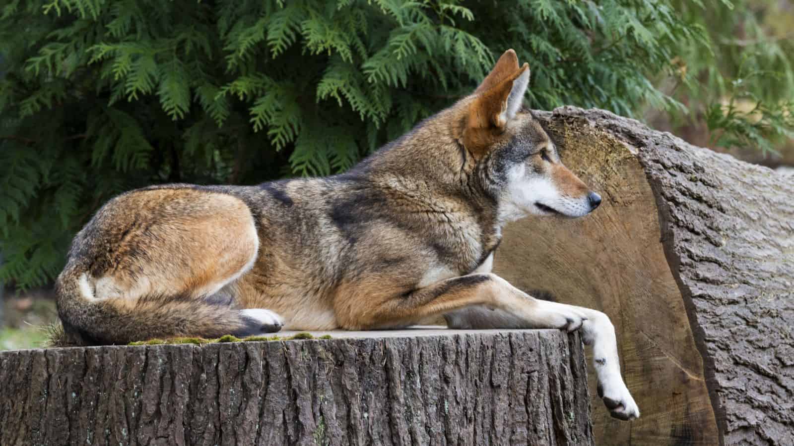 <p><span>In 1980, the red wolf was thought to be extinct in the U.S. Their lack of survival was a direct result of predator control programs and the degradation of their habitats. However, since then, efforts have been made to reintroduce the red wolf into the world in the U.S.</span></p>